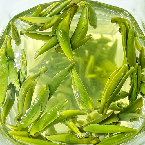 头采雀舌绿茶茶叶特级2026新茶春茶散装雅安蒙顶山茶礼盒装250g - 图2