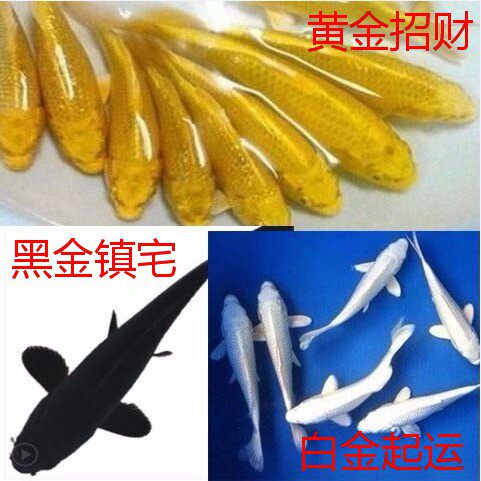 红草金鱼活鱼小鱼小锦鲤鱼活小型观赏鱼苗冷水鱼饲料鱼好养龙凤鲤 - 图2