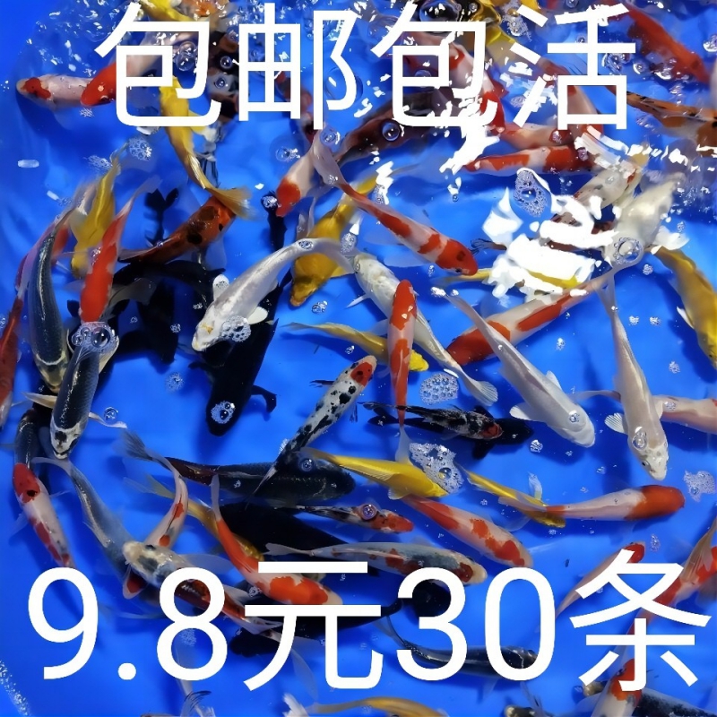 小鱼活锦鲤鱼活体小型观赏鱼苗冷水鱼饲料鱼好养易活花草金鱼活鱼 - 图2