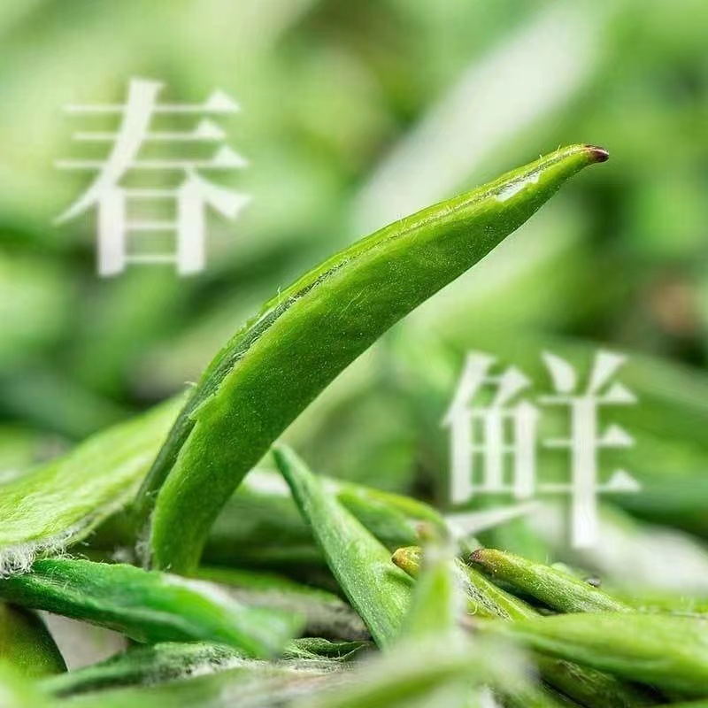 【全芽】雀舌茶叶2024年新茶湄潭翠芽明前特级贵州绿茶250g简装-图0