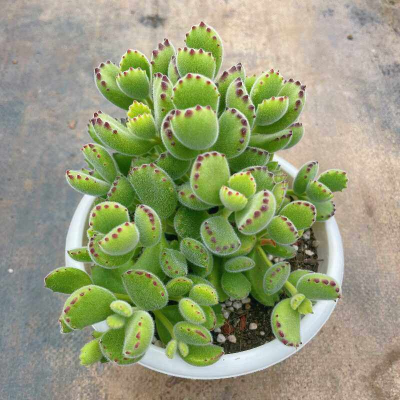 熊童子 整桩多肉植物阳台办公室内空气净化肉肉新手盆栽绿植园艺,淘宝优惠券,粉丝福利购,淘宝优惠卷