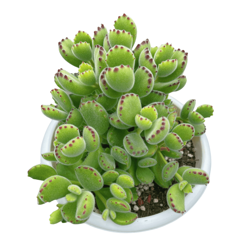 熊童子 整桩多肉植物阳台办公室内空气净化肉肉新手盆栽绿植园艺,淘宝优惠券,粉丝福利购,淘宝优惠卷