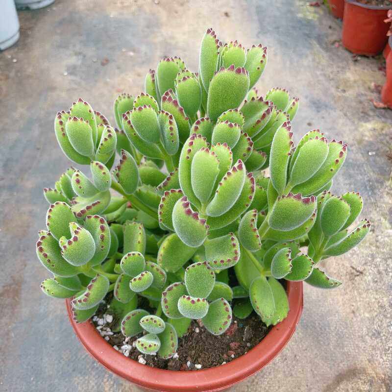 熊童子 整桩多肉植物阳台办公室内空气净化肉肉新手盆栽绿植园艺,淘宝优惠券,粉丝福利购,淘宝优惠卷