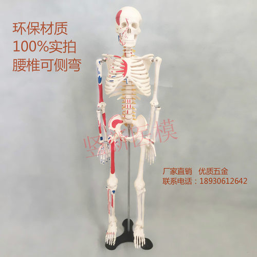 45 85 170cm人体骨骼模型医学教学解剖可拆成人全身骷髅骨架脊椎-图0