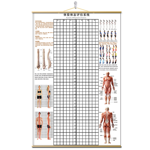 体态评估表挂式贴式体测健身房瑜伽馆私教身高臂展网格身体对比图