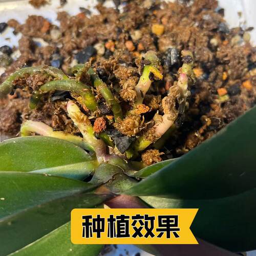 国兰蝴蝶兰专用腐熟树皮兰花石火山植金石智力水苔混合兰花土 - 图1