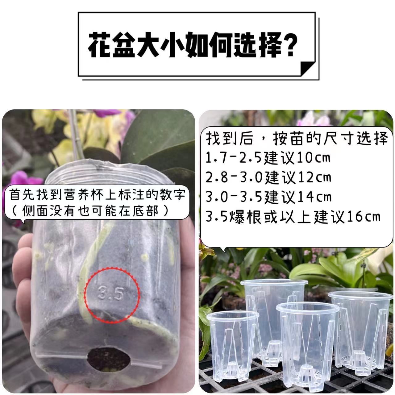 青山盆兰科专用加厚加硬塑料透气透明PP材质花盆适合蝴蝶兰君子兰 - 图0