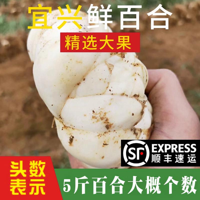 2023宜兴新鲜食用大百合5斤包邮宜兴特产纯农家天然小白合2500g - 图0