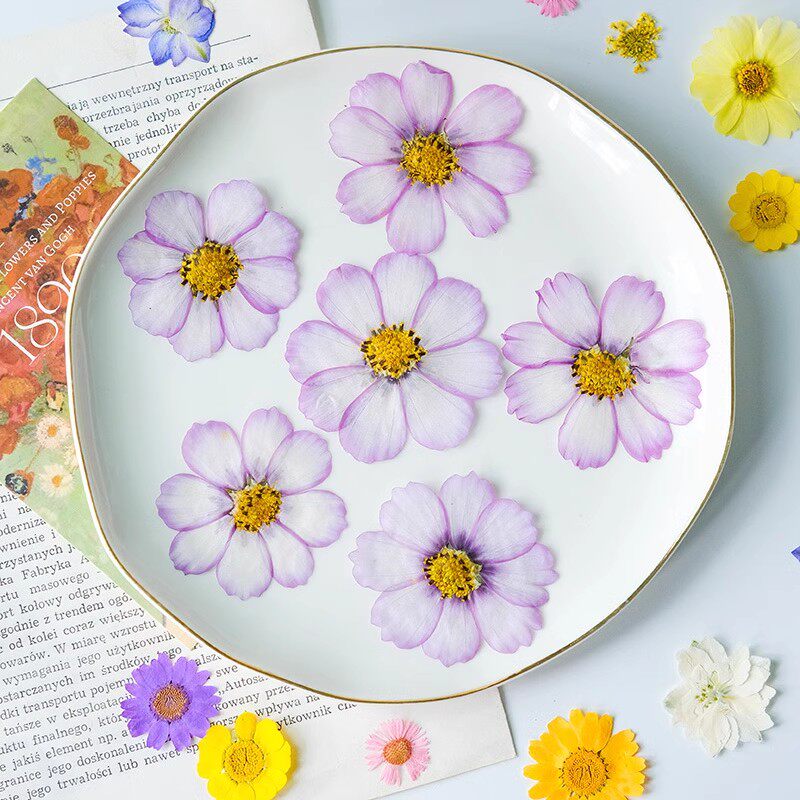 波斯菊 格桑花 干花 押花 压花情人节手工礼物 diy滴胶手机壳七夕,淘宝优惠券,粉丝福利购,淘宝优惠卷