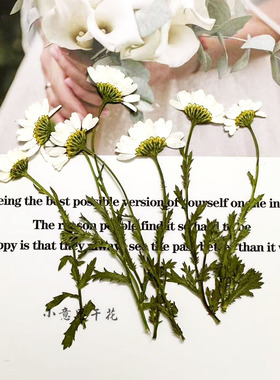 带枝侧压晶菊 植物标本压花 滴胶手机壳书签幼儿园押花贴花画干花