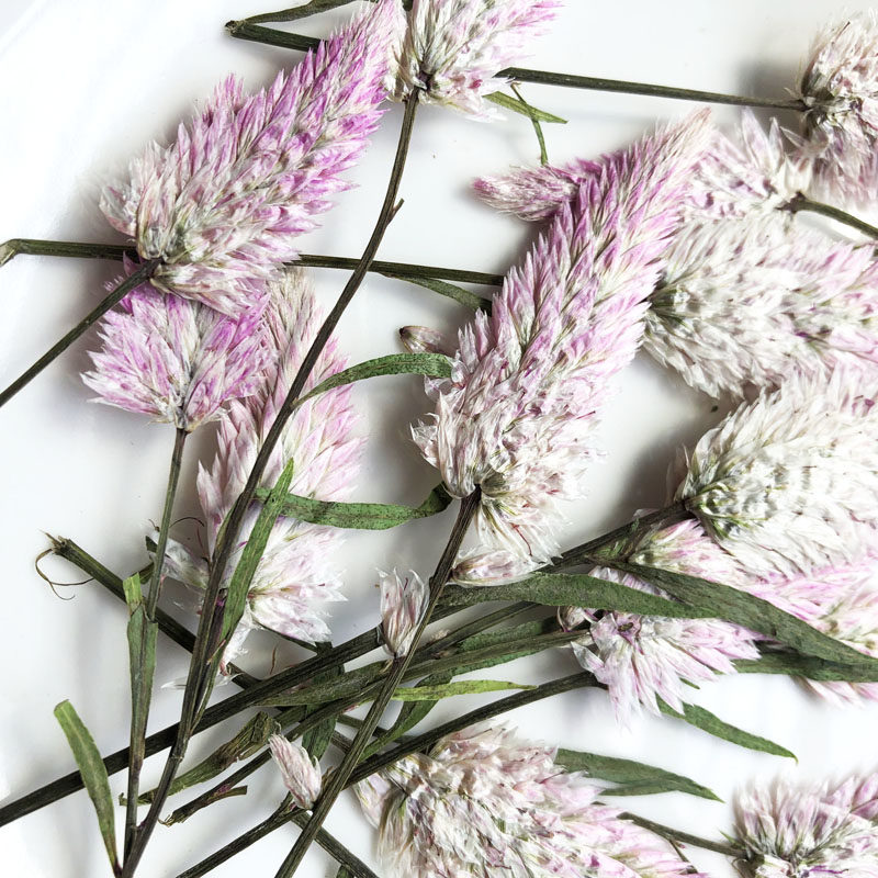 凤尾草 鸡冠花干花压花相框火漆贺卡书签团扇手工灯饰滴胶押花材,淘宝优惠券,粉丝福利购,淘宝优惠卷