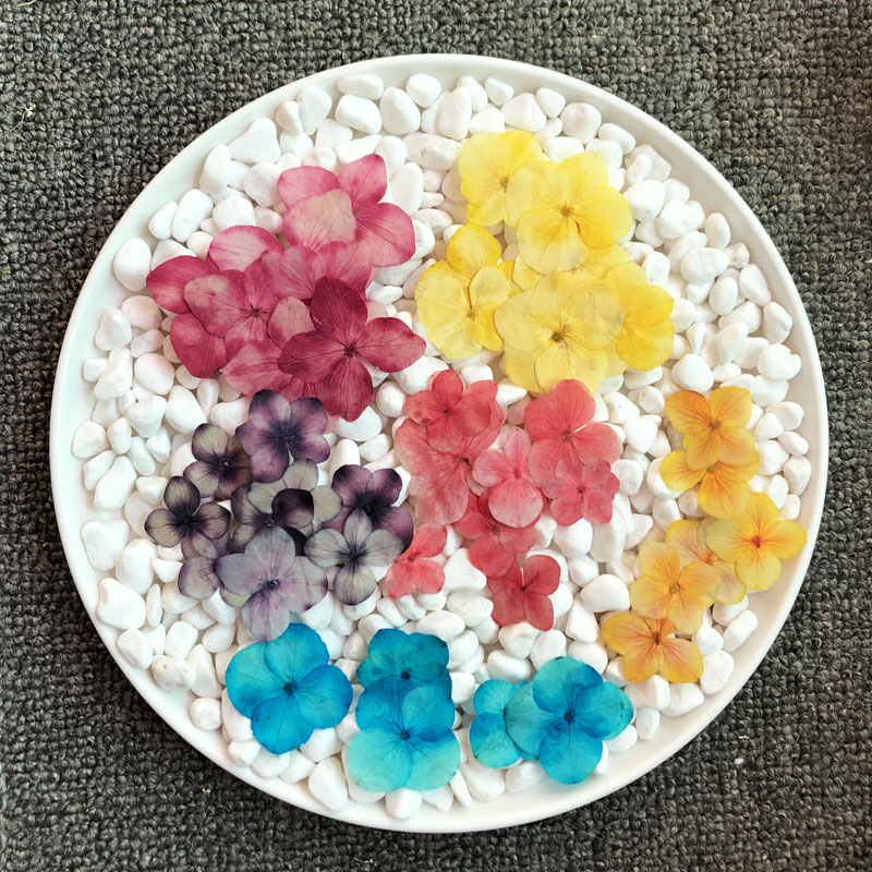 绣球 真花干花押花压花画幼儿手工贴脸妆植物标本 滴胶干花手机壳,淘宝优惠券,粉丝福利购,淘宝优惠卷