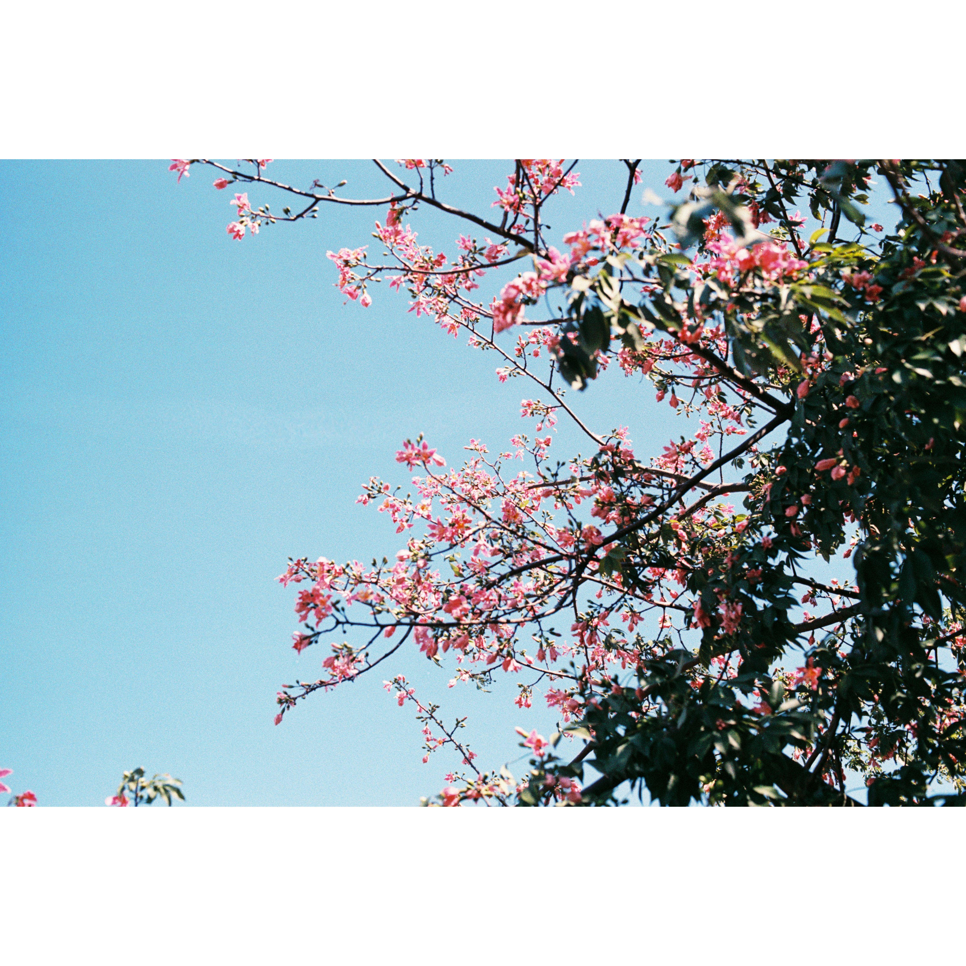 乐凯C200胶卷135规格彩色负片 全画幅新批次日光型24DIN 国产胶片,淘宝优惠券,粉丝福利购,淘宝优惠卷