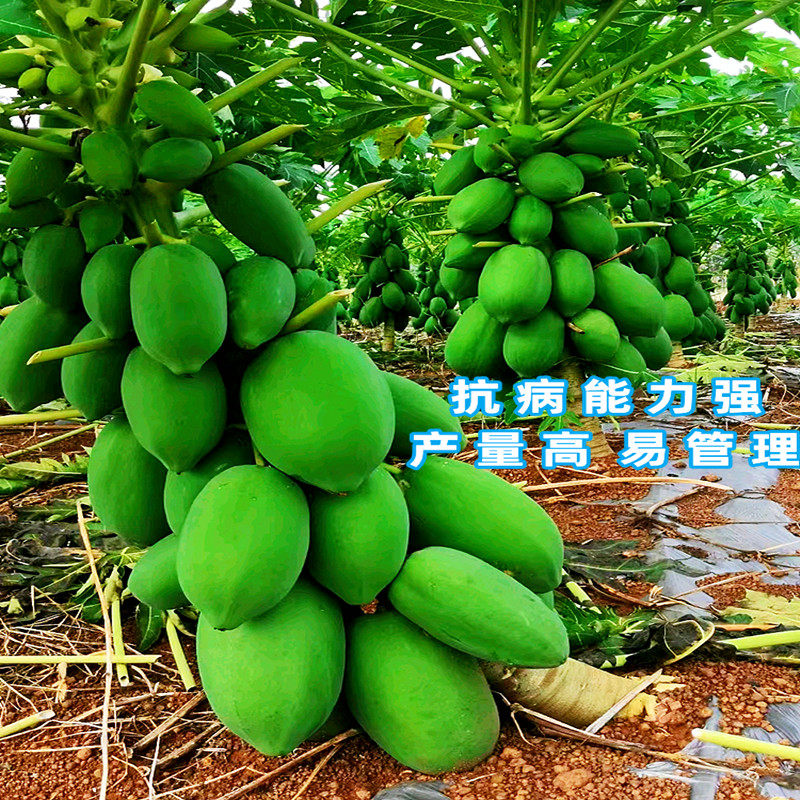 广西青木瓜苗盆栽地栽矮化红心木瓜苗带土带叶当年结果冰糖木瓜苗,淘宝优惠券,粉丝福利购,淘宝优惠卷