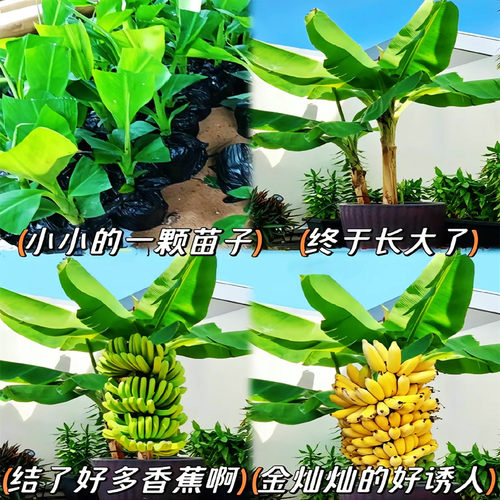 矮化香蕉树苗高产中蕉九号芭蕉树苗南北方盆栽地栽红美人红香蕉苗 - 图0