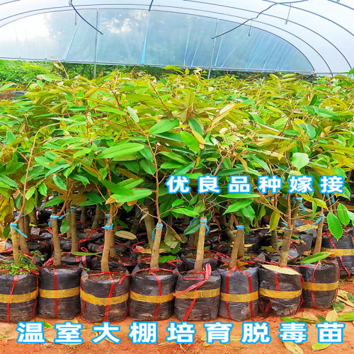 榴莲树果苗嫁接金枕猫山王榴莲苗南方盆栽地栽当年结果黑刺榴莲苗 - 图2