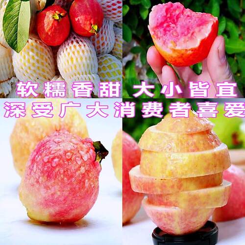四季胭脂红番石榴苗嫁接红宝石芭乐珍珠番石榴苗盆栽地栽当年结果 - 图0