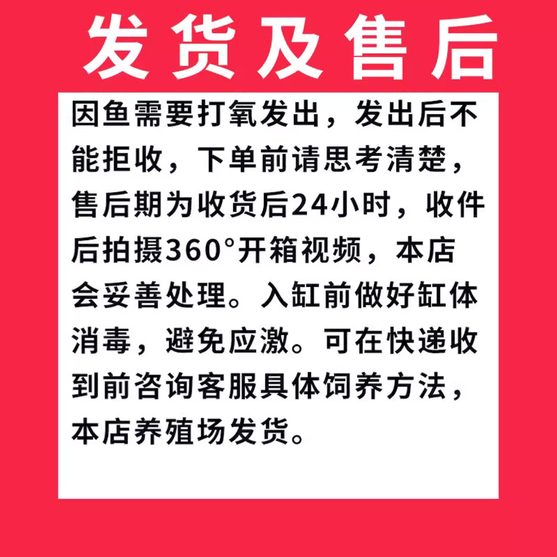 铅笔鱼观赏鱼活鱼黑魔神七彩海象中加红帝王雷龙中大型凶猛肉食鱼 - 图3