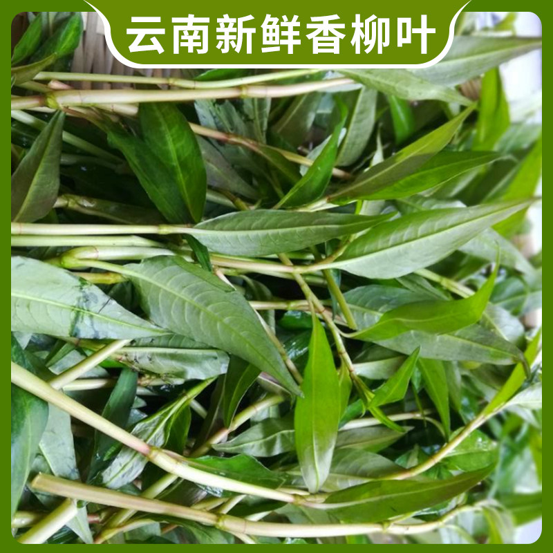 新鲜香柳叶辣柳野菜香辣柳傣味特产拉叻沙去腥鱼生草调料凉拌蘸水 - 图1