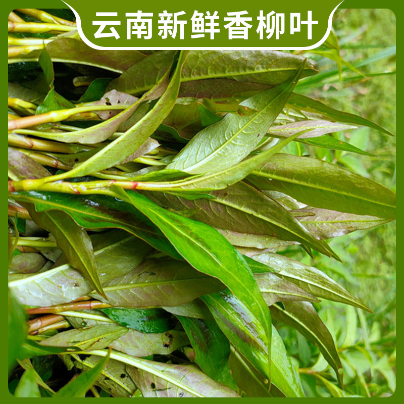 新鲜香柳叶辣柳野菜香辣柳傣味特产拉叻沙去腥鱼生草调料凉拌蘸水 - 图0