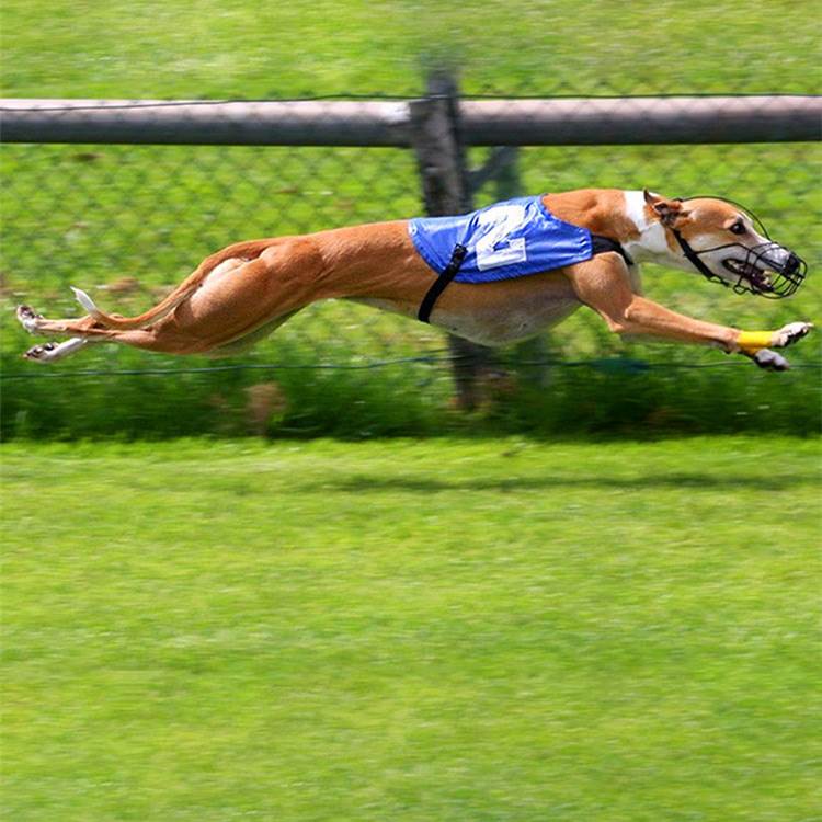 纯种惠比特犬格慧犬兔狗活体细犬意大利小灵缇犬格力犬幼犬健康 - 图2