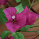 Upgraded simulated bougainvillea rattan home decoration
