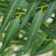 Simulated willow leaves and new leaves are good for home decoration and landscaping