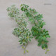 Diewu Qixingye rattan home decoration good things beautification
