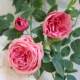 Simulated sweetheart rose rattan home decoration goodies