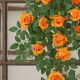 Butterfly Dance Ruyi Rose Wall Hanging Flower Leafy Mao Internet Celebrity