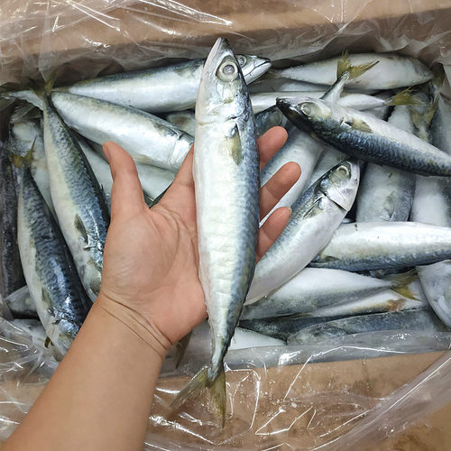 船冻青占鱼20斤野生海捕新鲜海鲜冷冻青花鱼青鱼小头鱼鲐鲅鱼包邮 - 图2