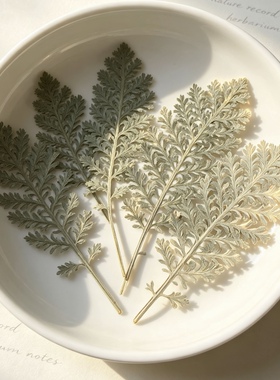 细叶银叶菊干花押花INS风