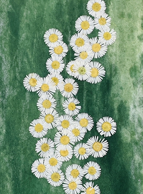 花未落INS风森系干花压花