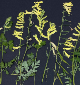 聪明谷手工教室INS风压花干花