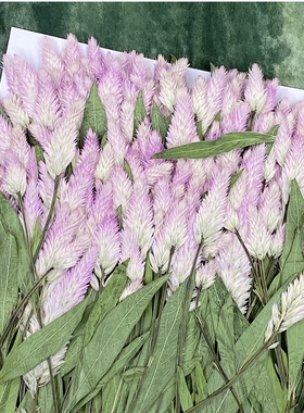 花未落INS风森系干花压花