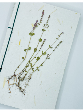 聪明谷手工教室节节菜压花干花