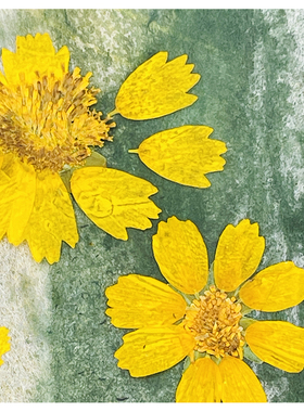花未落INS风森系干花压花