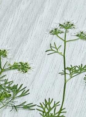 花未落INS风森系干花压花