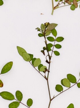 花未落INS风森系干花压花