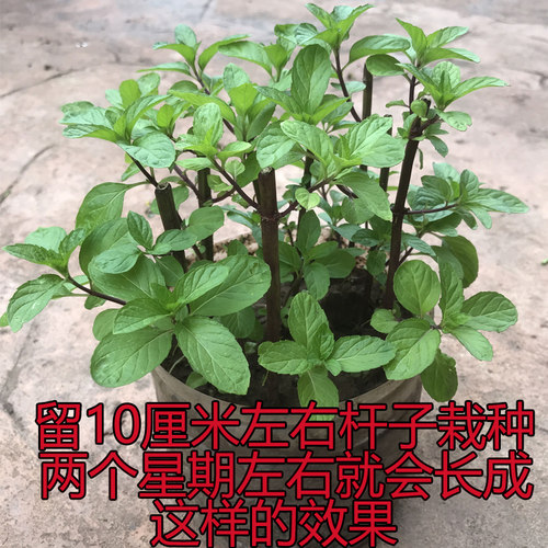 清凉野生土薄荷种苗盆栽可食用植物阳台室内新鲜迷迭香驱蚊草清新 - 图0