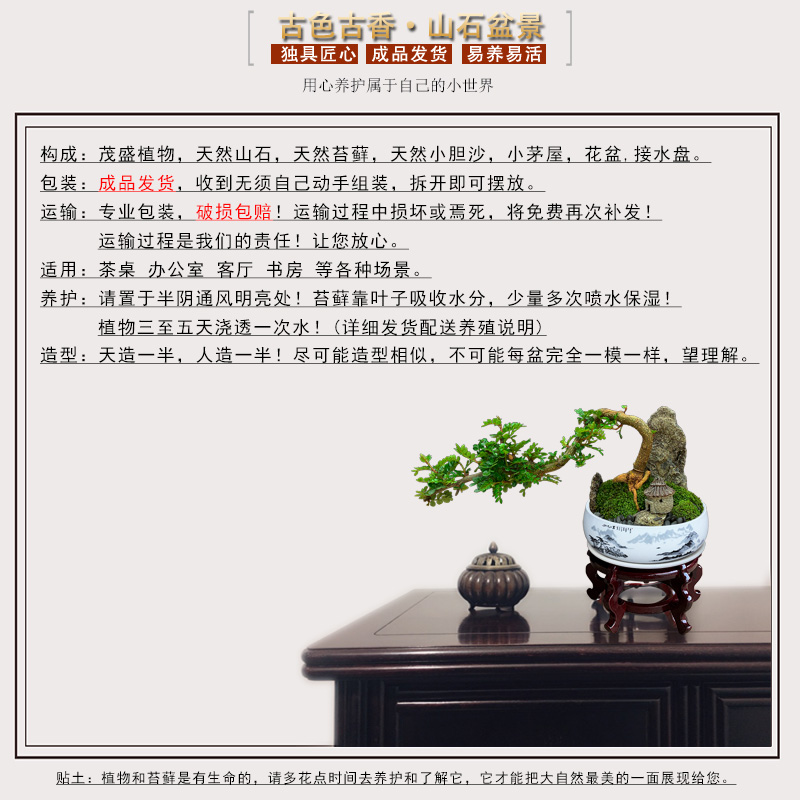 清香木悬崖造型胡椒木盆栽四季常青好养家居驱蚊草植物绿植盆景树 - 图2