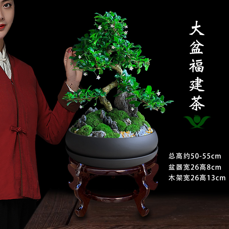 茶桌绿植办公室盆栽花卉茶室桌上植物室内茶树小型摆件福建茶盆景-图1