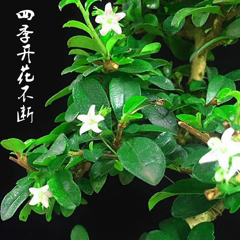 茶桌绿植办公室盆栽花卉茶室桌上植物室内茶树小型摆件福建茶盆景-图2