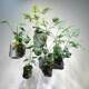 New simulated turtle leaf desktop potted plant Terilihui