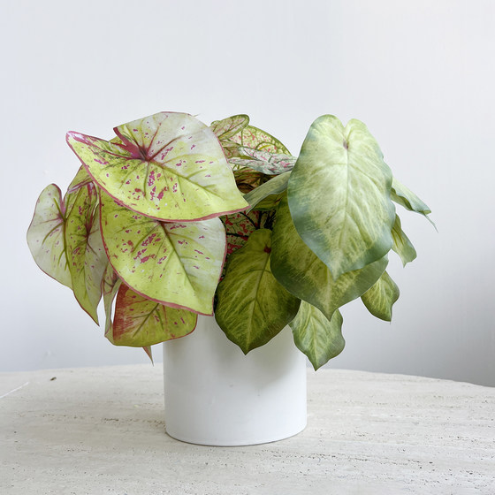 Simulated hand-feeling calla lily leaves, colorful taro leaves, green plants