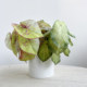 Simulated hand-feeling calla lily leaves, colorful taro leaves, green plants