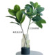 Terihui simulated single-leaf lily, bamboo and bean green