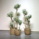 Telihui simulated desert plant agave free shipping