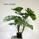 Nordic Chinese style balcony decoration potted plants