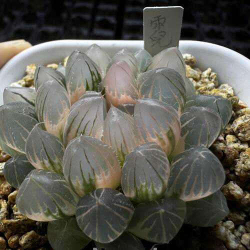 蜗牛的乐园艾格园多肉植物12卷霓虹灯玉露锦种子 - 图0